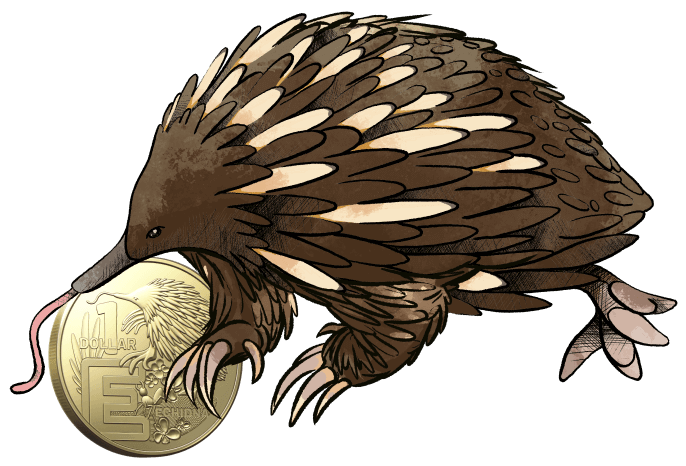 image of echidna image